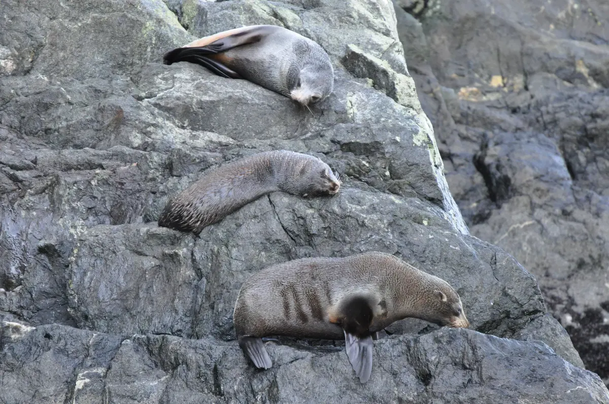 Three New Zealand fur seals asleep on wet rock, a common sight on a Milford Sound boat tour