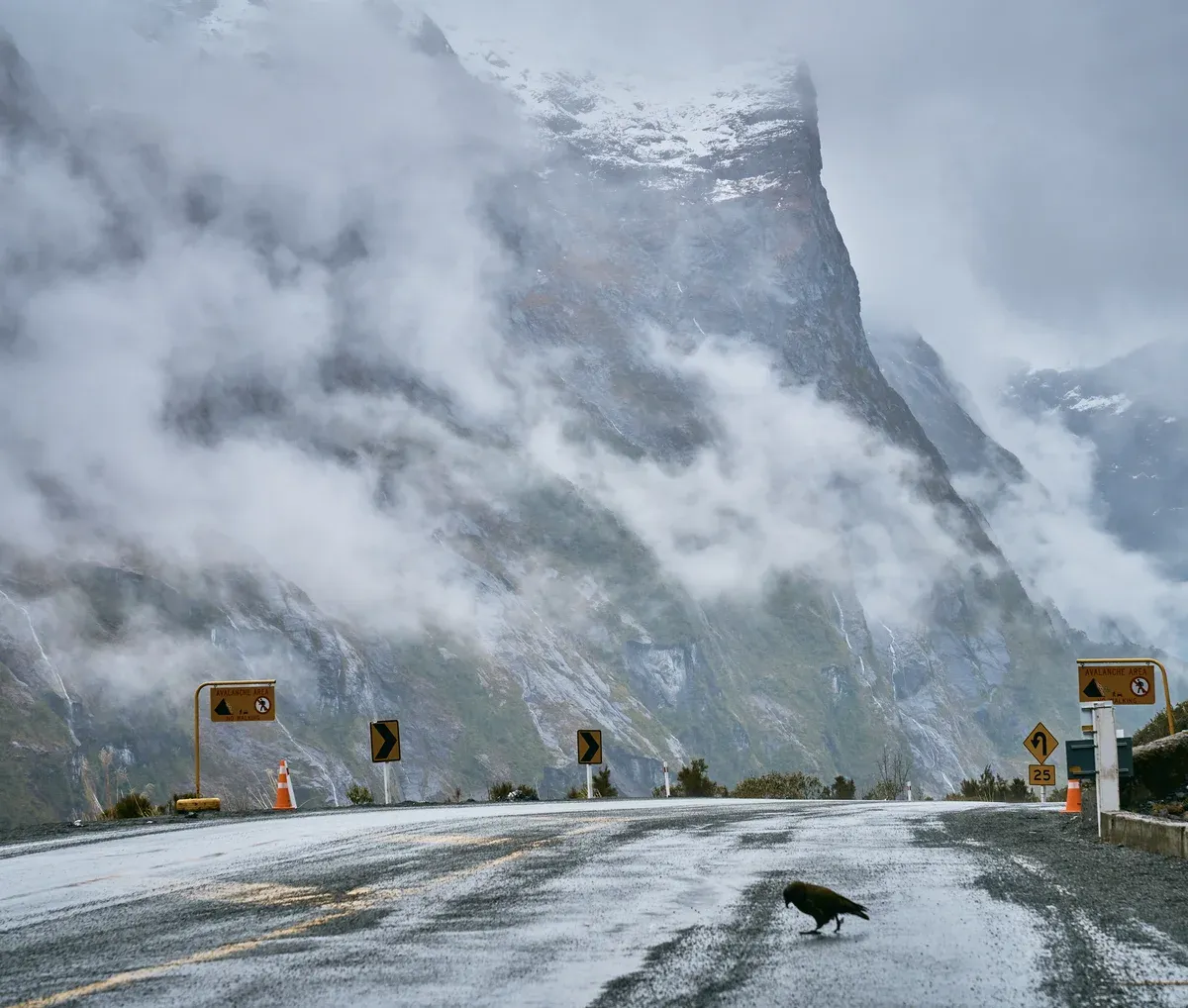 A kea on the wet road beside cloud-covered cliffs near a Milford Sound cruise
