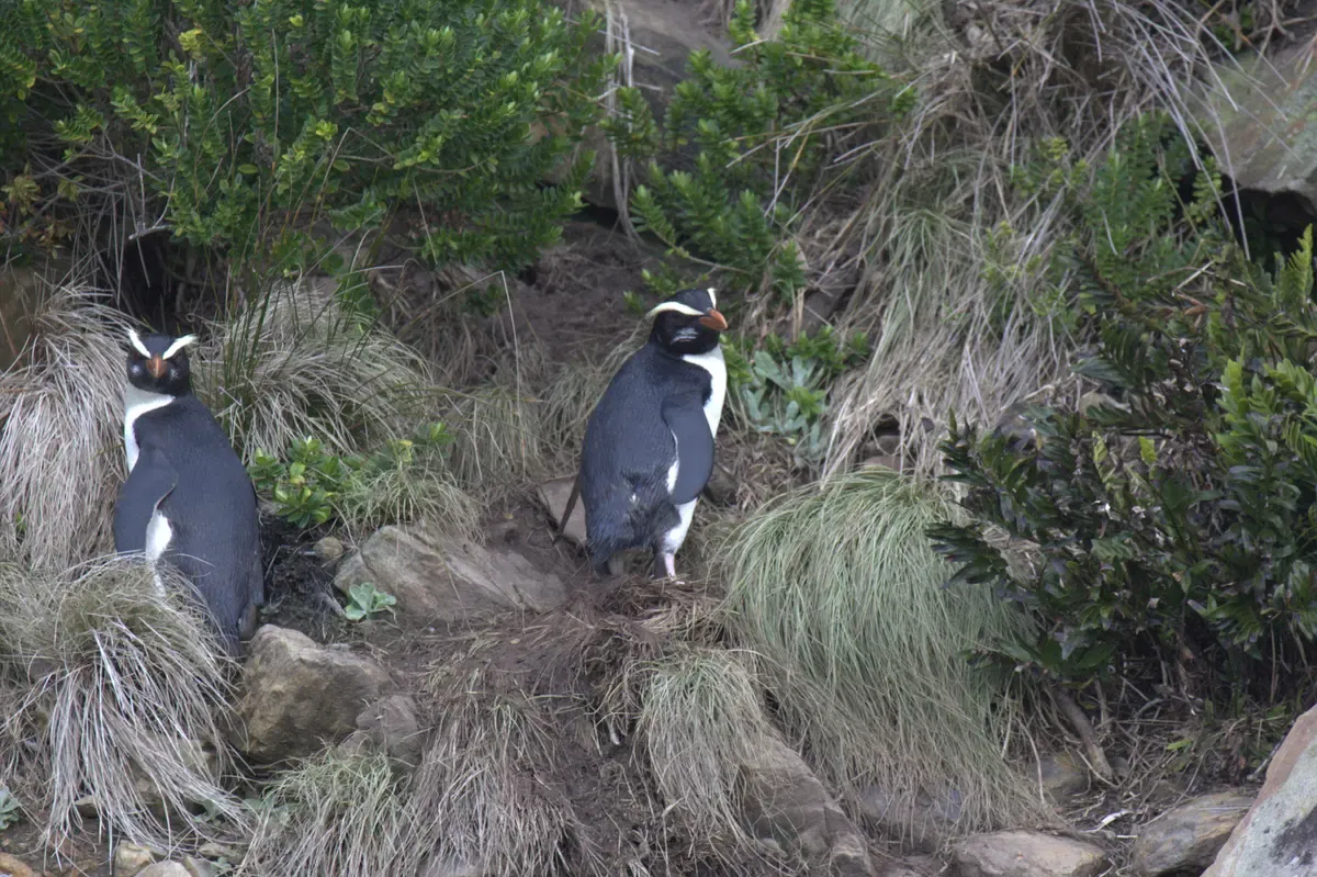 Two Fiordland crested penguins among tussock, wildlife seen near a Milford Sound cruise